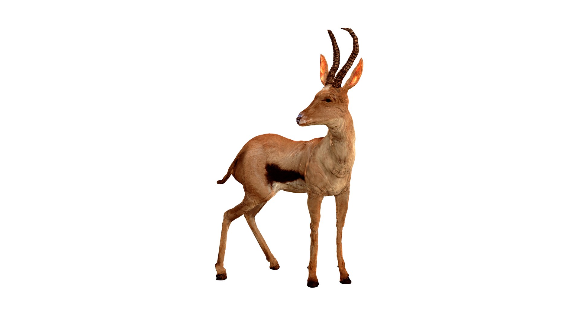 Buck Springbok Impala 3d Model