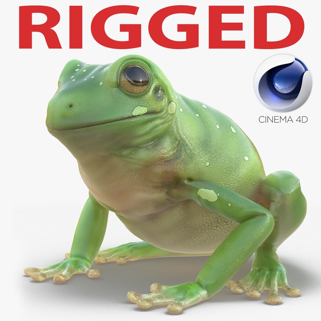Australian Green Tree Frog Rigged for Cinema 4D 3D model preview