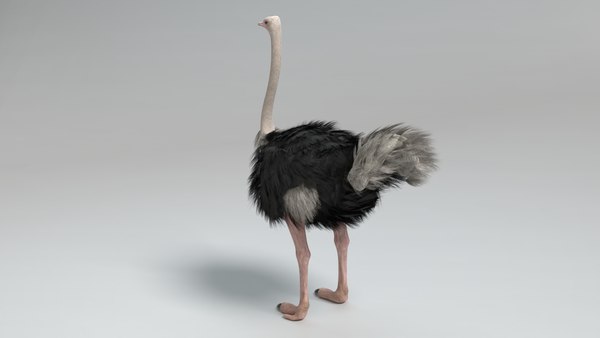 3D ostrich pbr - TurboSquid 1531712