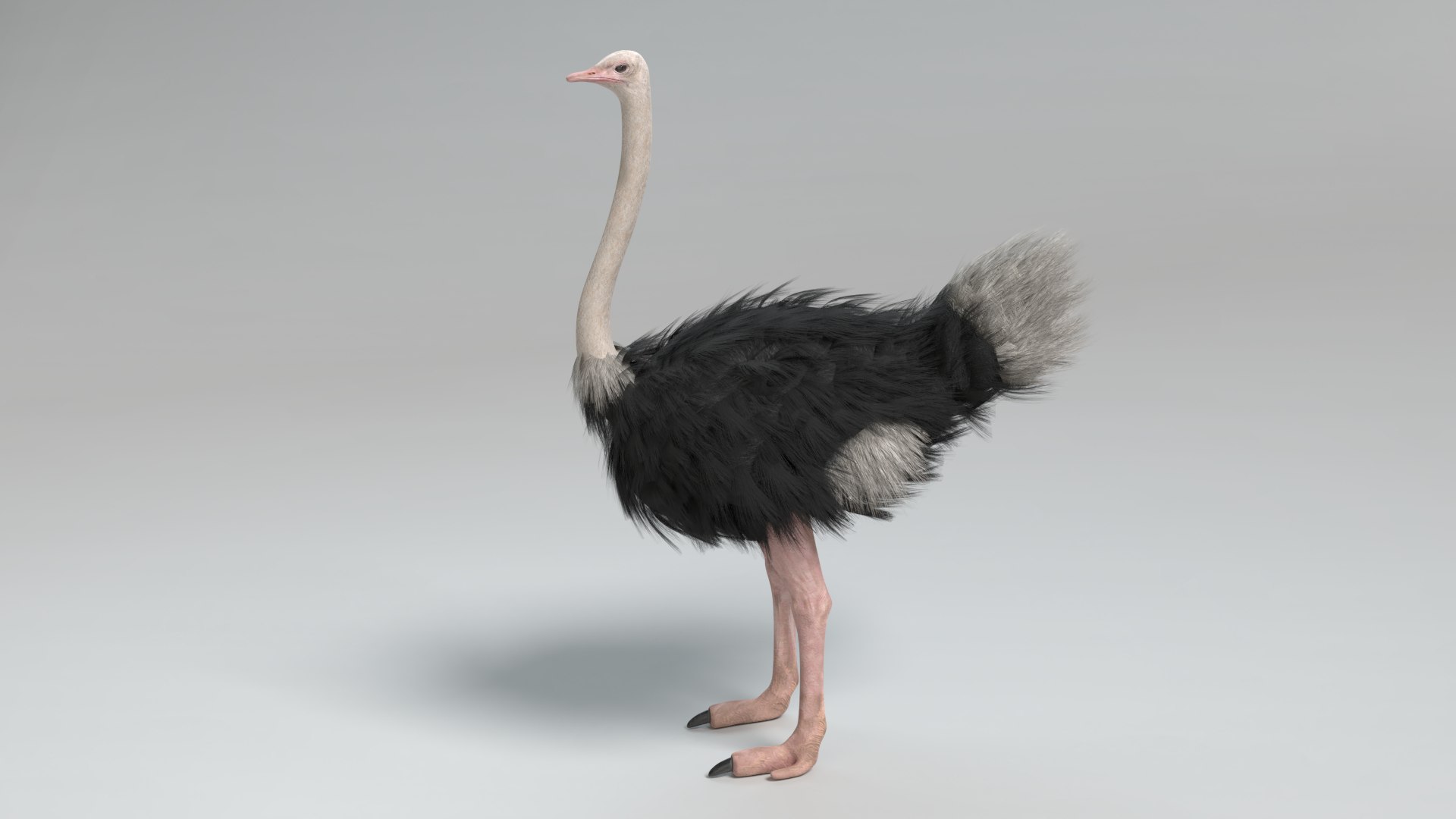 3D Ostrich Pbr - TurboSquid 1531712