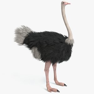 3D ostrich pbr