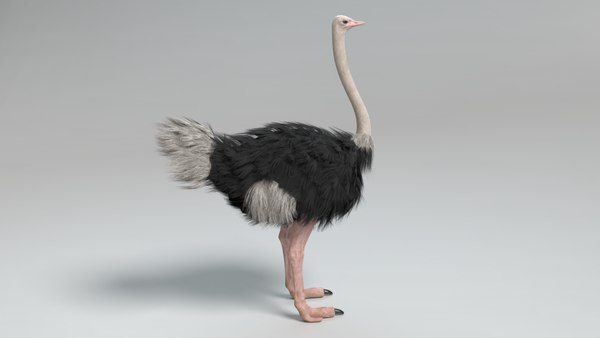 3D ostrich pbr - TurboSquid 1531712