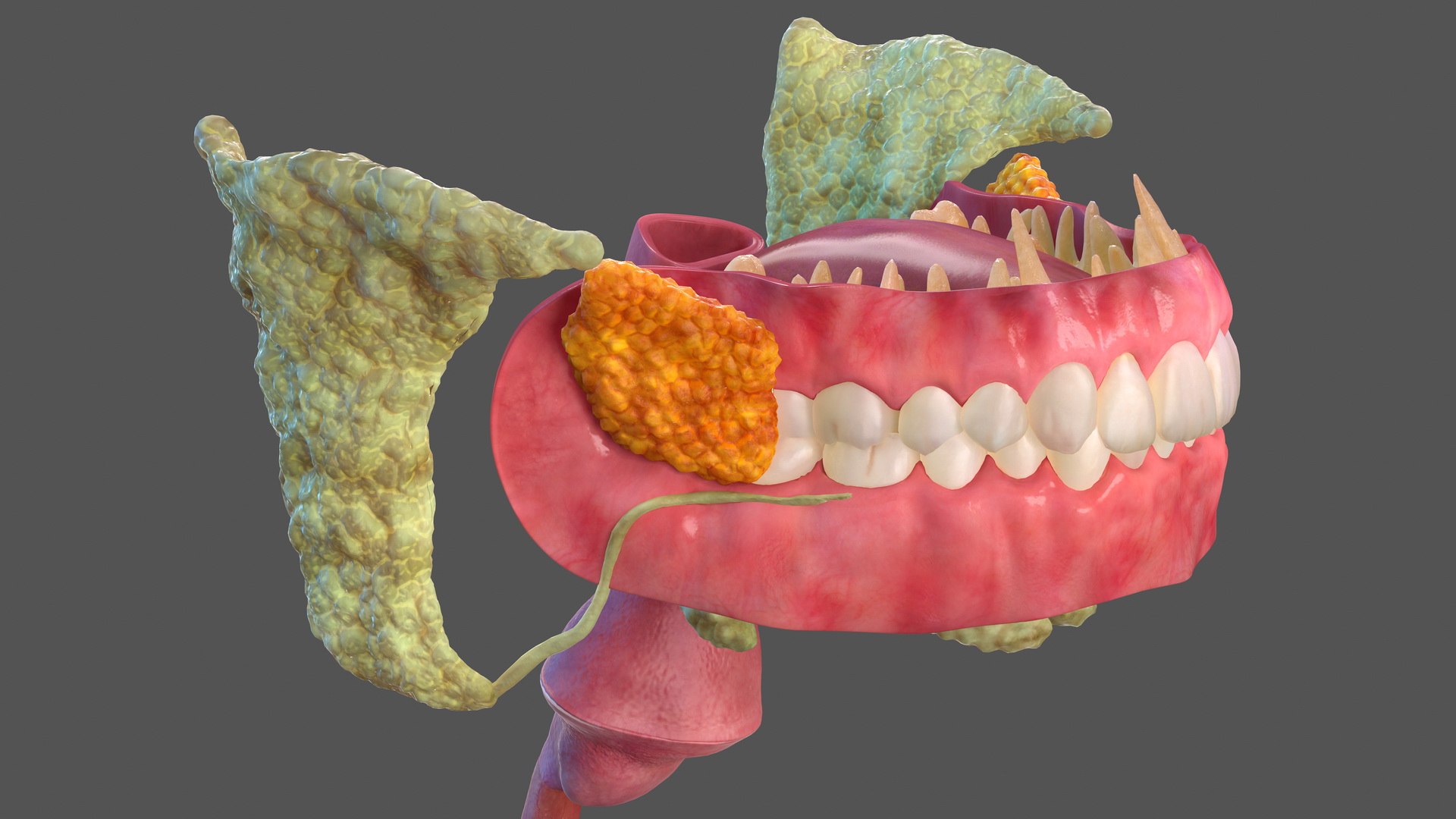 human digestive anatomy 3D model https://p.turbosquid.com/ts-thumb/WF/bQbM8E/5mp6b2nA/humandigestivesystemanatomyc4dmodel011/jpg/1573096923/1920x1080/fit_q87/9e3a9a5543569756c51019df6dcf55d11892ce73/humandigestivesystemanatomyc4dmodel011.jpg