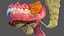 Human Digestive System Anatomy
