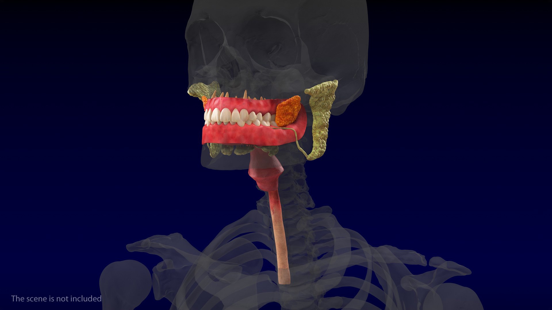 human digestive anatomy 3D model https://p.turbosquid.com/ts-thumb/WF/bQbM8E/BNOMQ20B/humandigestivesystemanatomyc4dmodel003/jpg/1573096886/1920x1080/fit_q87/21dc9503a923ab8e5a883c1c5f9c2fea1076700b/humandigestivesystemanatomyc4dmodel003.jpg