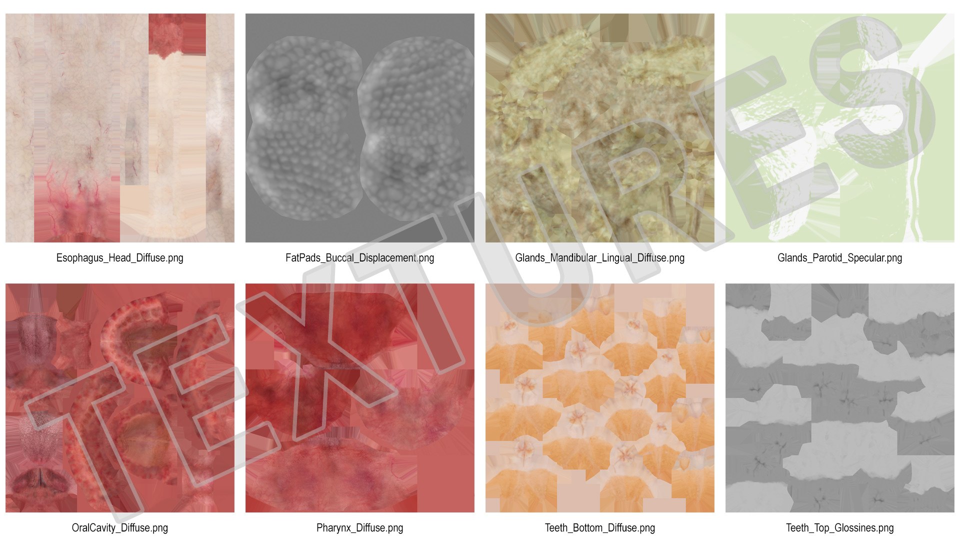 human digestive anatomy 3D model https://p.turbosquid.com/ts-thumb/WF/bQbM8E/Krft8Enu/humandigestivesystemanatomyc4dmodel016/jpg/1573096947/1920x1080/fit_q87/649bc0bda47e28b67e7e72053ecd744a5b22f8a8/humandigestivesystemanatomyc4dmodel016.jpg
