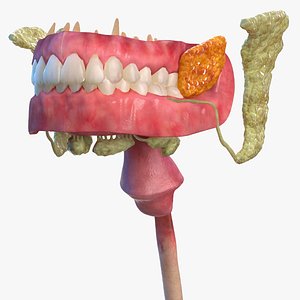 Human Digestive System Anatomy