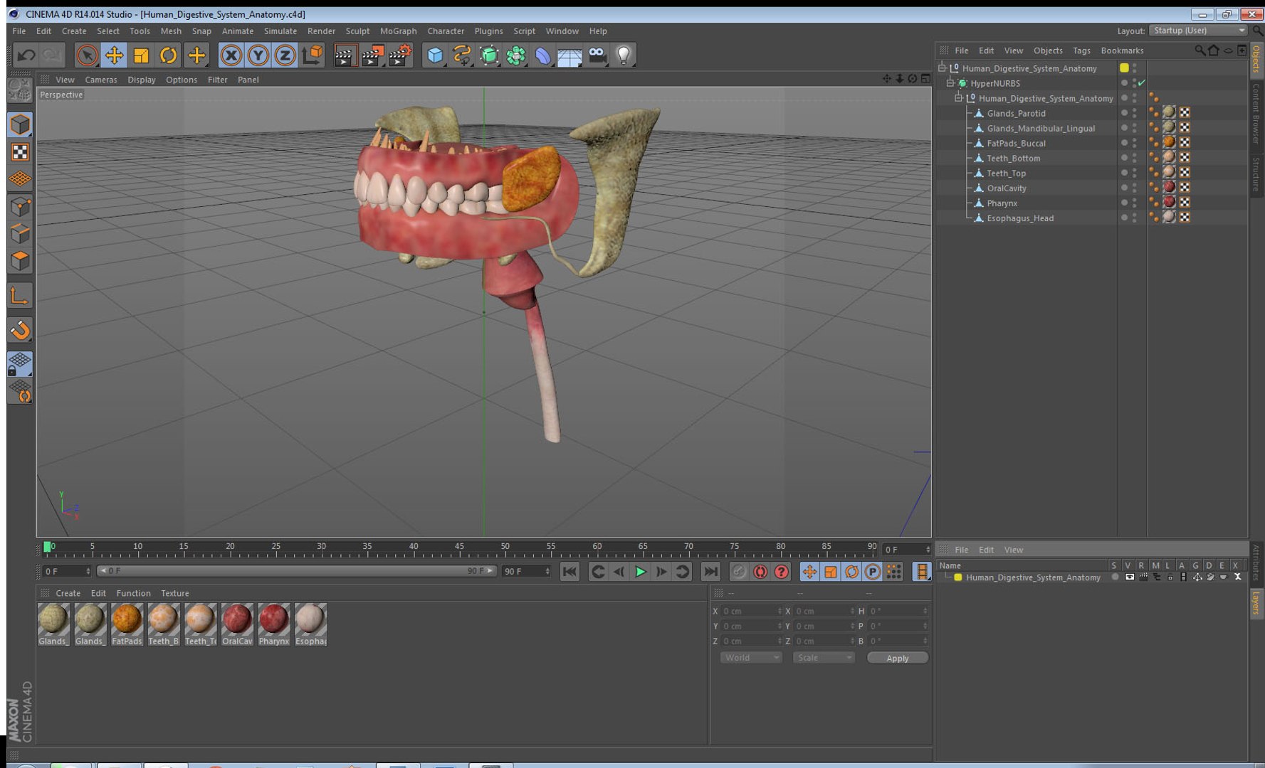 human digestive anatomy 3D model https://p.turbosquid.com/ts-thumb/WF/bQbM8E/P8MScaxo/humandigestivesystemanatomyc4dmodel018/jpg/1573096956/1920x1080/fit_q87/8b6355b02a79dba52c2c5afb3de20ea9be1a1c2d/humandigestivesystemanatomyc4dmodel018.jpg