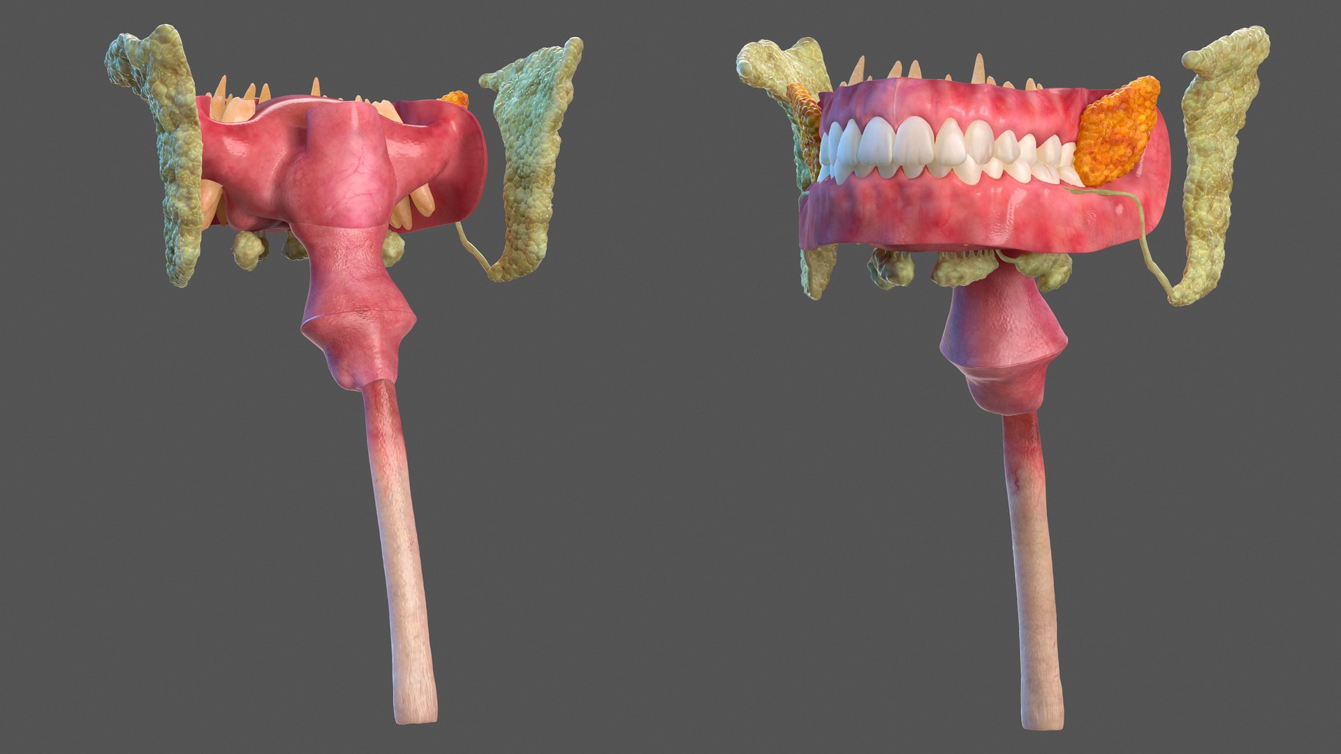 human digestive anatomy 3D model https://p.turbosquid.com/ts-thumb/WF/bQbM8E/jj3TO6f8/humandigestivesystemanatomyc4dmodel002/jpg/1573096881/1920x1080/fit_q87/5e74b51e2b718b550844ef072aff83928925ae35/humandigestivesystemanatomyc4dmodel002.jpg