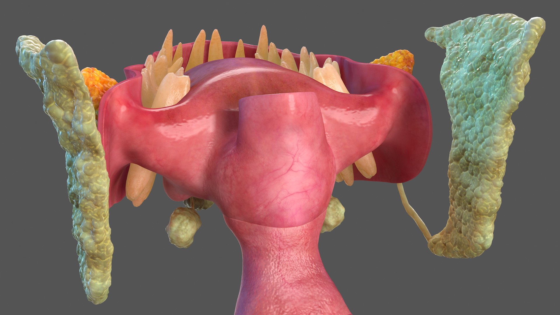 human digestive anatomy 3D model https://p.turbosquid.com/ts-thumb/WF/bQbM8E/kYykIQsz/humandigestivesystemanatomyc4dmodel009/jpg/1573096913/1920x1080/fit_q87/1db9a162ff90c583ec95560e8dc7c53b36cbca3e/humandigestivesystemanatomyc4dmodel009.jpg