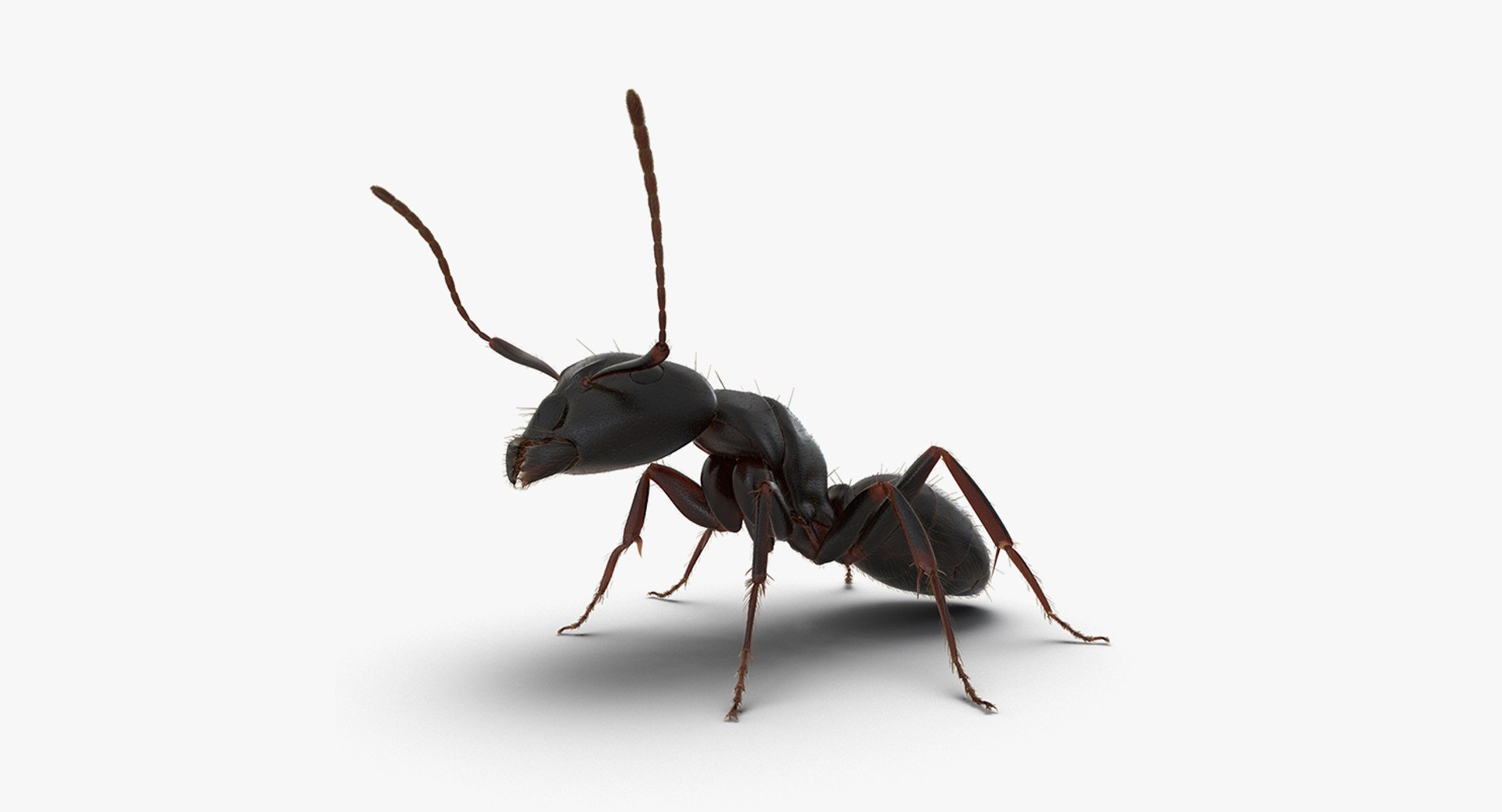 3D insects big 3 model https://p.turbosquid.com/ts-thumb/WF/bWghE4/6EbnZG3j/insectsbigcollection33dmodel149/jpg/1577449907/1920x1080/fit_q87/a8baf0b3f5d4d20001762c8d5d1d2eded0cf4efe/insectsbigcollection33dmodel149.jpg
