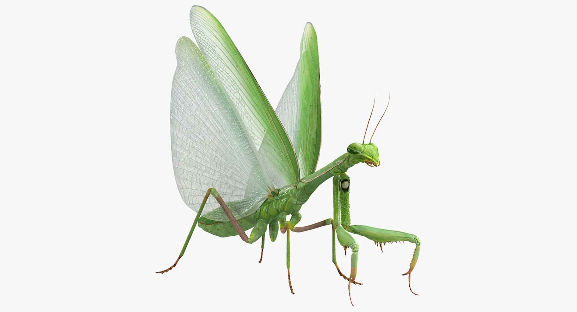 3D insects big 3 model https://p.turbosquid.com/ts-thumb/WF/bWghE4/79zHNQeM/insectsbigcollection33dmodel026/jpg/1577449904/1920x1080/fit_q87/5f935ed482edef659f148c4dce43c54543052c7b/insectsbigcollection33dmodel026.jpg