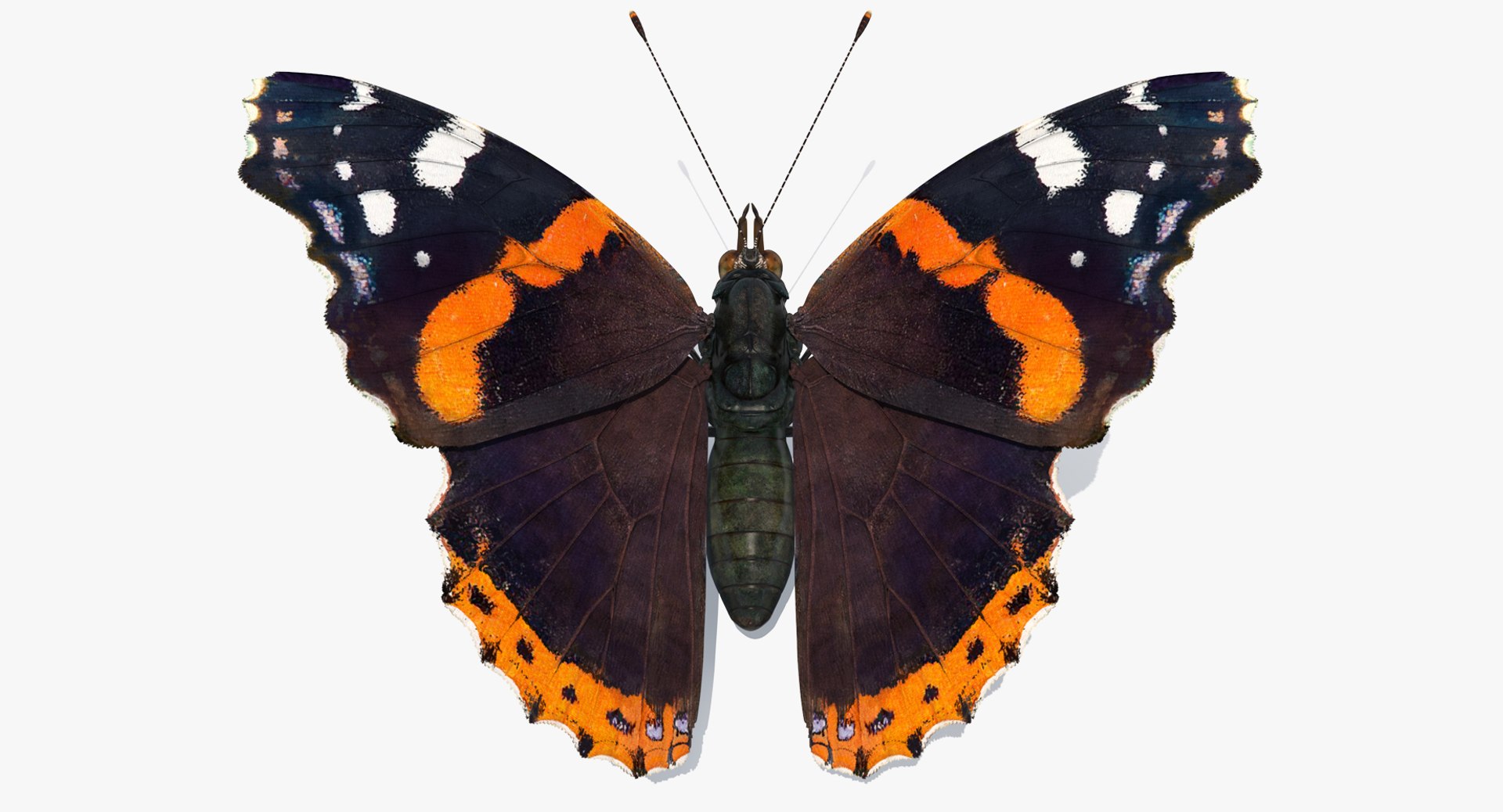 3D insects big 3 model https://p.turbosquid.com/ts-thumb/WF/bWghE4/7oYQH7x4/insectsbigcollection33dmodel054/jpg/1577449905/1920x1080/fit_q87/4075f9fb86045574aeaa475d567e86ee72123335/insectsbigcollection33dmodel054.jpg
