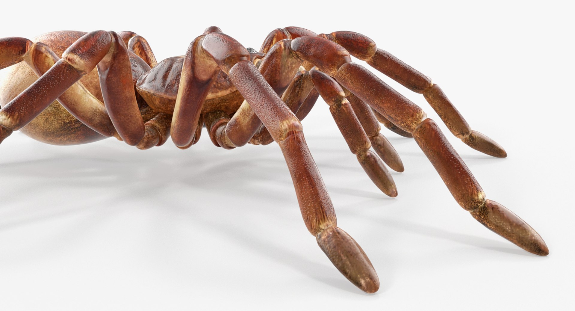 3D insects big 3 model https://p.turbosquid.com/ts-thumb/WF/bWghE4/B6ej3fh8/insectsbigcollection33dmodel023/jpg/1577449904/1920x1080/fit_q87/373e3c96a21490a3ea7a97f420f974aefc03d23a/insectsbigcollection33dmodel023.jpg