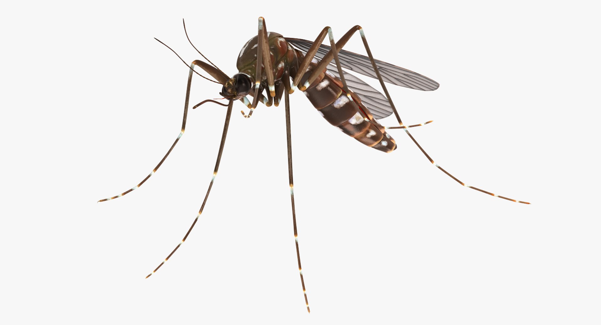 3D insects big 3 model https://p.turbosquid.com/ts-thumb/WF/bWghE4/D03nd6xU/insectsbigcollection33dmodel117/jpg/1577449906/1920x1080/fit_q87/19b67ebfee7c2c56f6ae73381d547c9eaa292de3/insectsbigcollection33dmodel117.jpg
