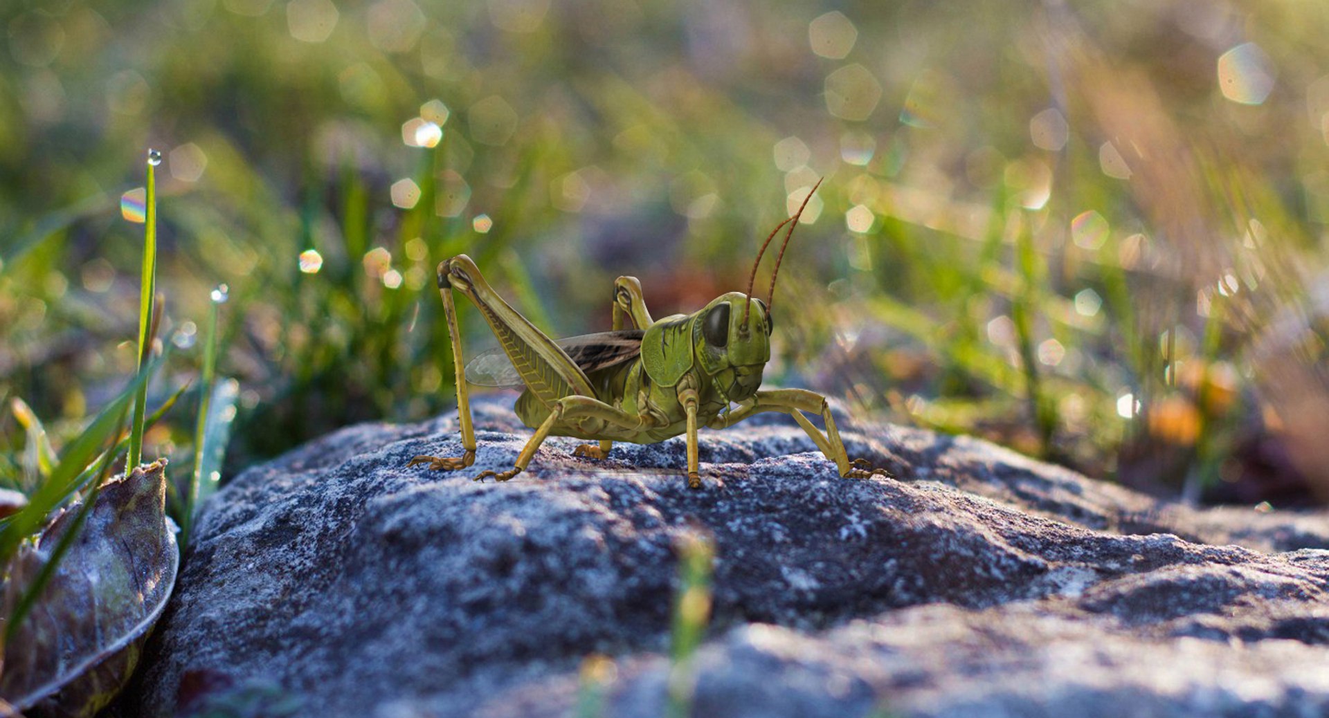 3D insects big 3 model https://p.turbosquid.com/ts-thumb/WF/bWghE4/D3HrpOS4/insectsbigcollection33dmodel030/jpg/1577449904/1920x1080/fit_q87/f235900f5bfa50a35ce0766a8f627213e0d26822/insectsbigcollection33dmodel030.jpg