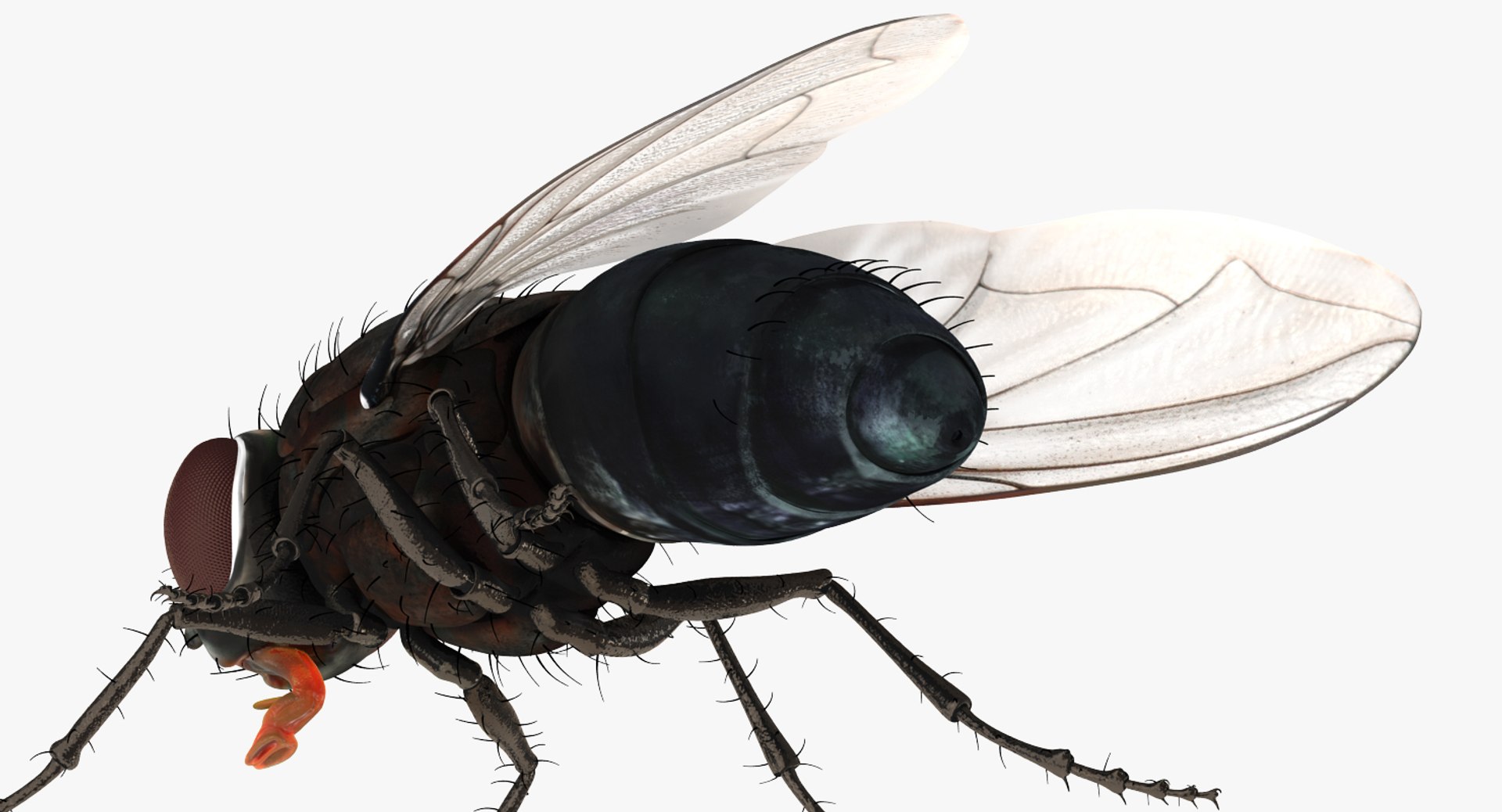 3D insects big 3 model https://p.turbosquid.com/ts-thumb/WF/bWghE4/EtSt3D1J/insectsbigcollection33dmodel124/jpg/1577449907/1920x1080/fit_q87/69fe0d22392506319d7df022ed74f908fa537137/insectsbigcollection33dmodel124.jpg