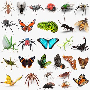 Insects Big Collection 3