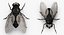 Insekten Big Collection 3