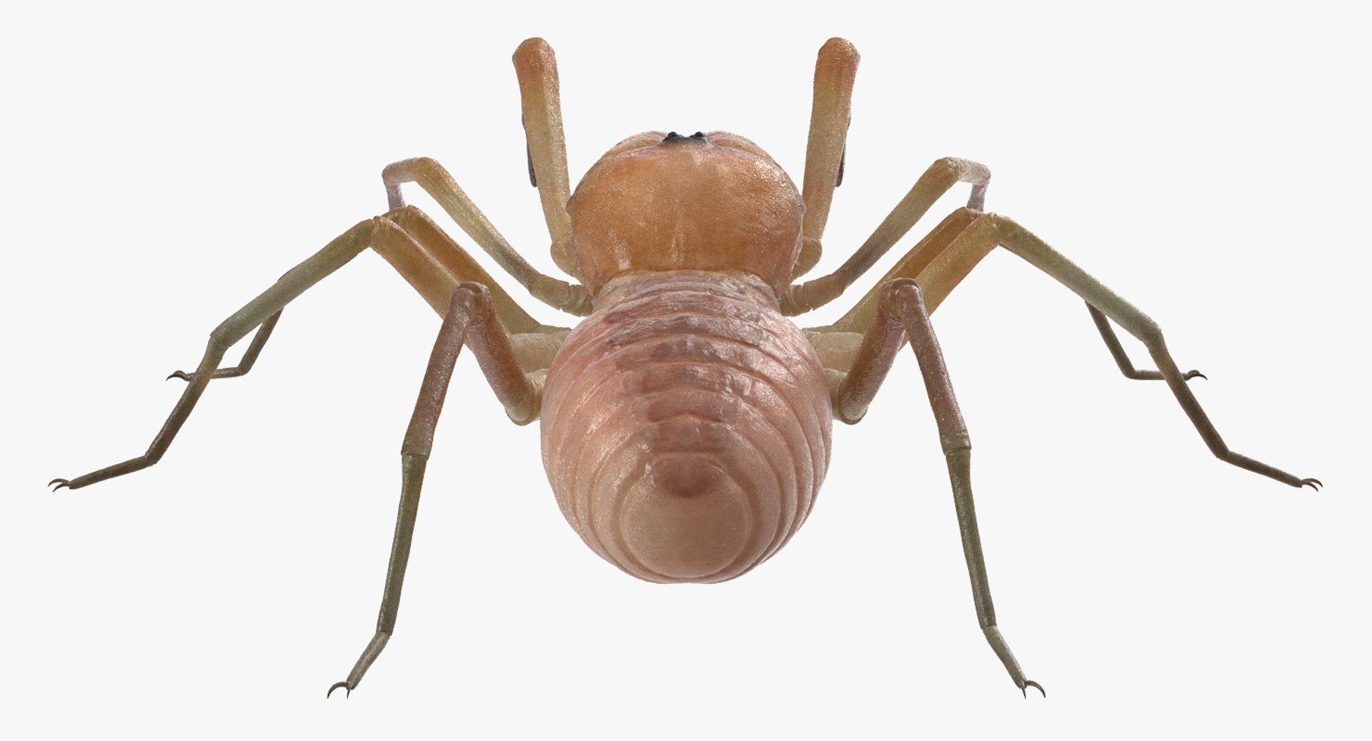 3D insects big 3 model https://p.turbosquid.com/ts-thumb/WF/bWghE4/IkWJuRxM/insectsbigcollection33dmodel047/jpg/1577449905/1920x1080/fit_q87/340163e790ed6c5c14a7d1d60db4031e9edf1b46/insectsbigcollection33dmodel047.jpg