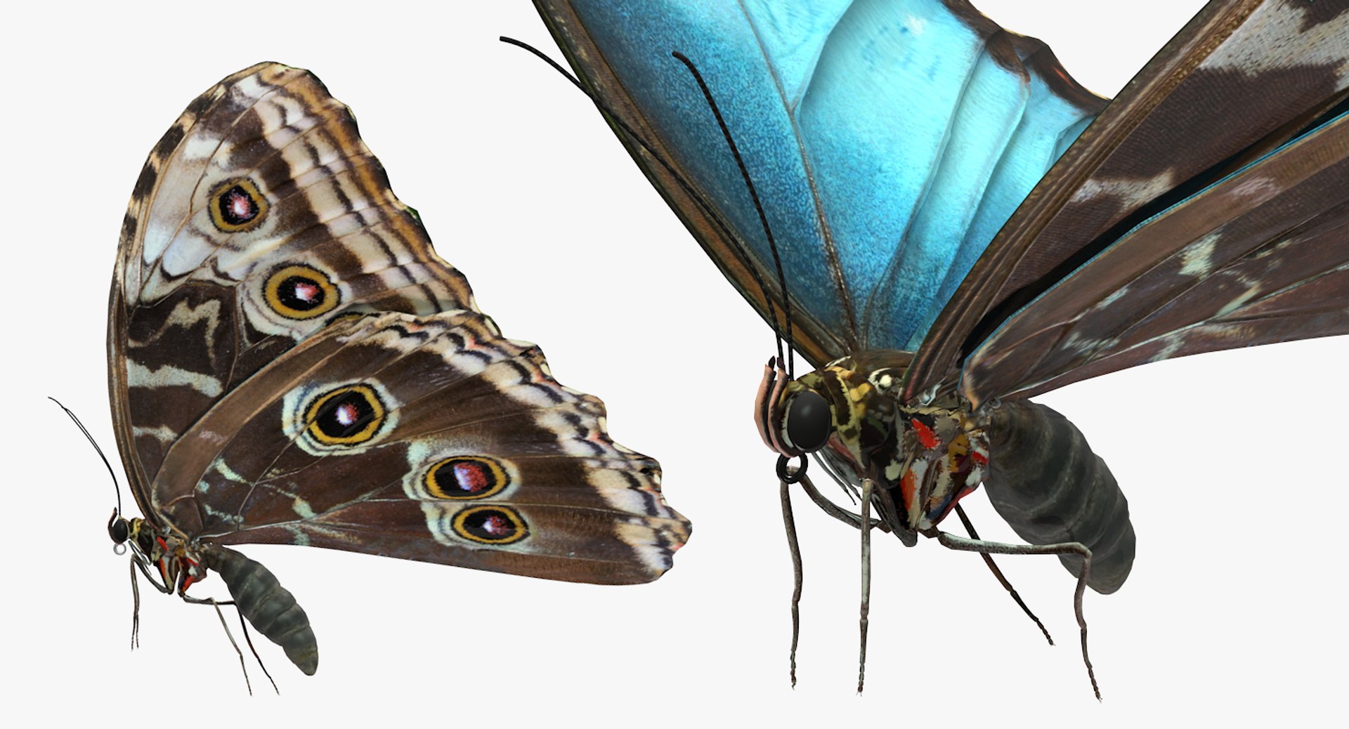 3D insects big 3 model https://p.turbosquid.com/ts-thumb/WF/bWghE4/LZ3XUAt4/insectsbigcollection33dmodel106/jpg/1577449906/1920x1080/fit_q87/f39e246c22fe0d0eab7660b4dfa22507091568c9/insectsbigcollection33dmodel106.jpg