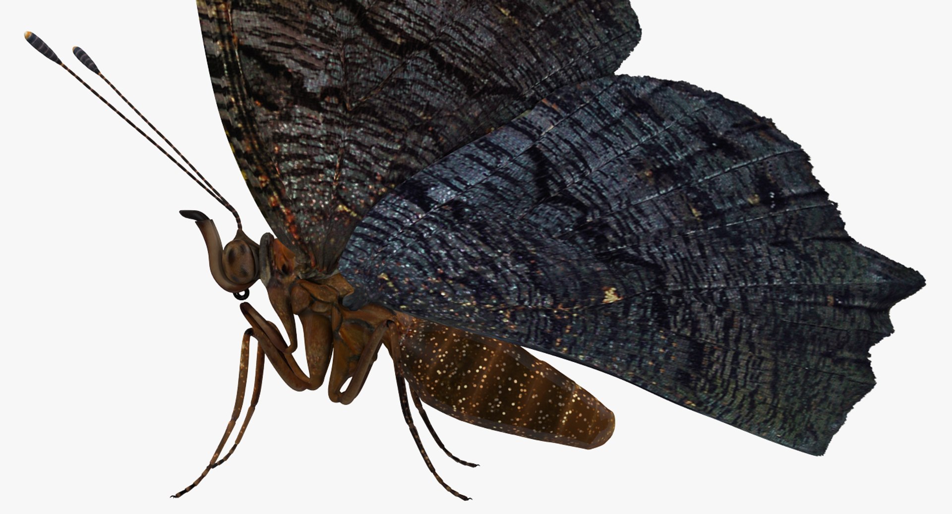 3D insects big 3 model https://p.turbosquid.com/ts-thumb/WF/bWghE4/Lm9JI7QT/insectsbigcollection33dmodel071/jpg/1577449905/1920x1080/fit_q87/86797079a604fcc9e6200772eadf8a9be31cf3f0/insectsbigcollection33dmodel071.jpg