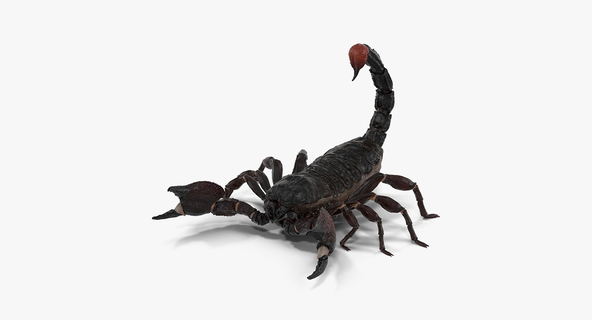 3D insects big 3 model https://p.turbosquid.com/ts-thumb/WF/bWghE4/LxwfgmCZ/insectsbigcollection33dmodel139/jpg/1577449907/1920x1080/fit_q87/4ca1cfbbb6847af707e18514e1738c57e0865fcd/insectsbigcollection33dmodel139.jpg
