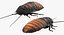 Insekten Big Collection 3