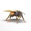 3D insects big 3 model