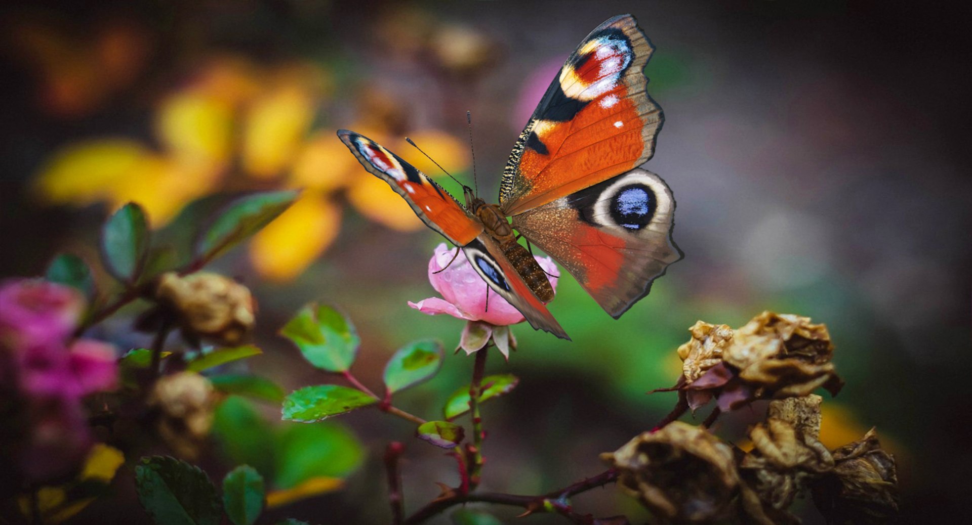 3D insects big 3 model https://p.turbosquid.com/ts-thumb/WF/bWghE4/Q4fZoHA3/insectsbigcollection33dmodel069/jpg/1577449905/1920x1080/fit_q87/947ce6e5aa85c3e8550c21b75a0f9f5fa66082ce/insectsbigcollection33dmodel069.jpg