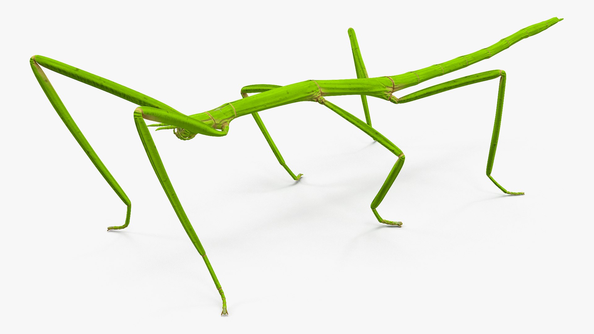 3D insects big 3 model https://p.turbosquid.com/ts-thumb/WF/bWghE4/QjEtnUeX/insectsbigcollection33dmodel006/jpg/1577449904/1920x1080/fit_q87/7ed0e0baad30d5d5430f42ed07a95b178282e057/insectsbigcollection33dmodel006.jpg