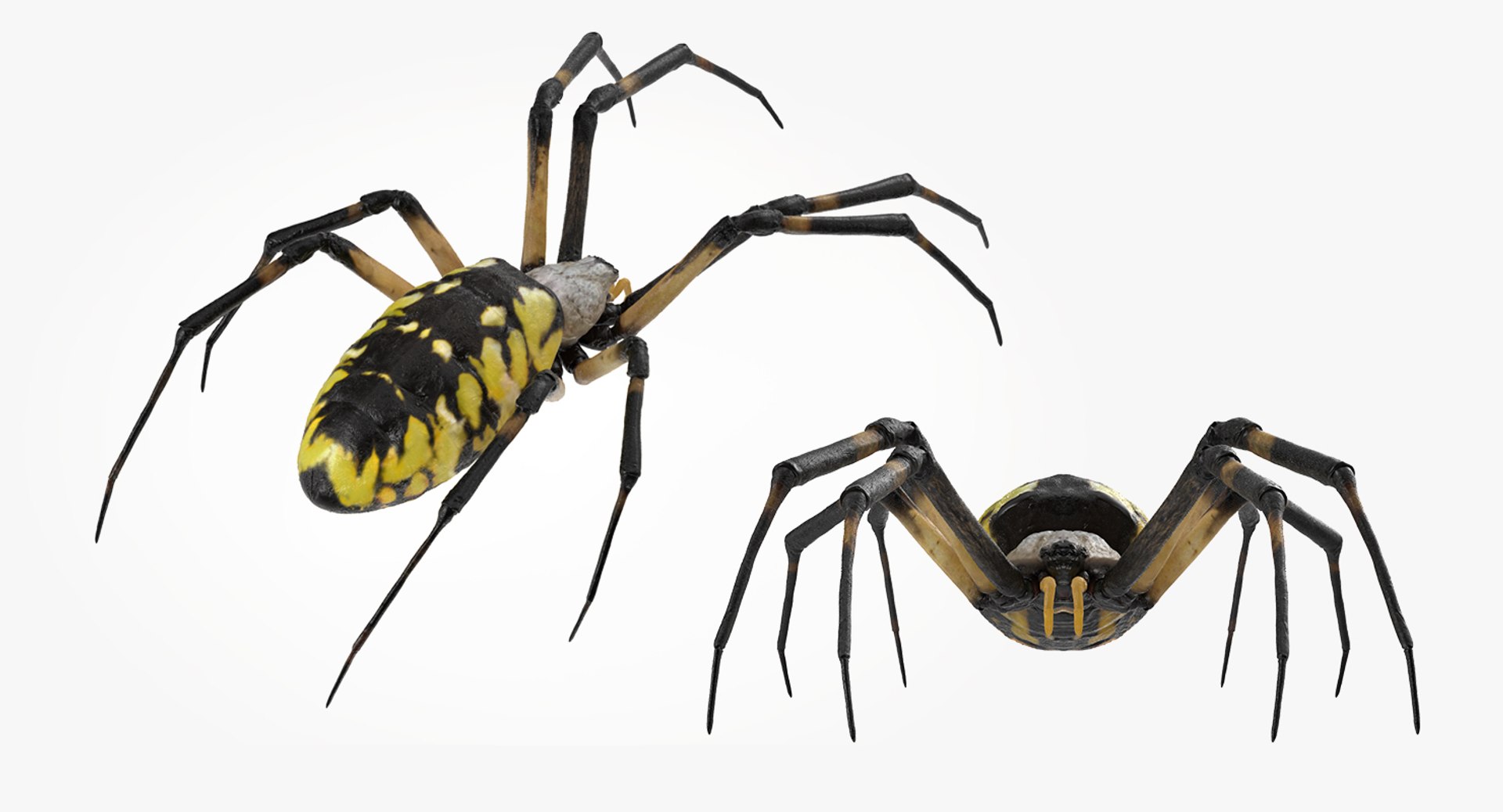 3D insects big 3 model https://p.turbosquid.com/ts-thumb/WF/bWghE4/UFSBeQaq/insectsbigcollection33dmodel064/jpg/1577449905/1920x1080/fit_q87/99f692d1b2c3eeb5a74684c25295c9870a982a68/insectsbigcollection33dmodel064.jpg