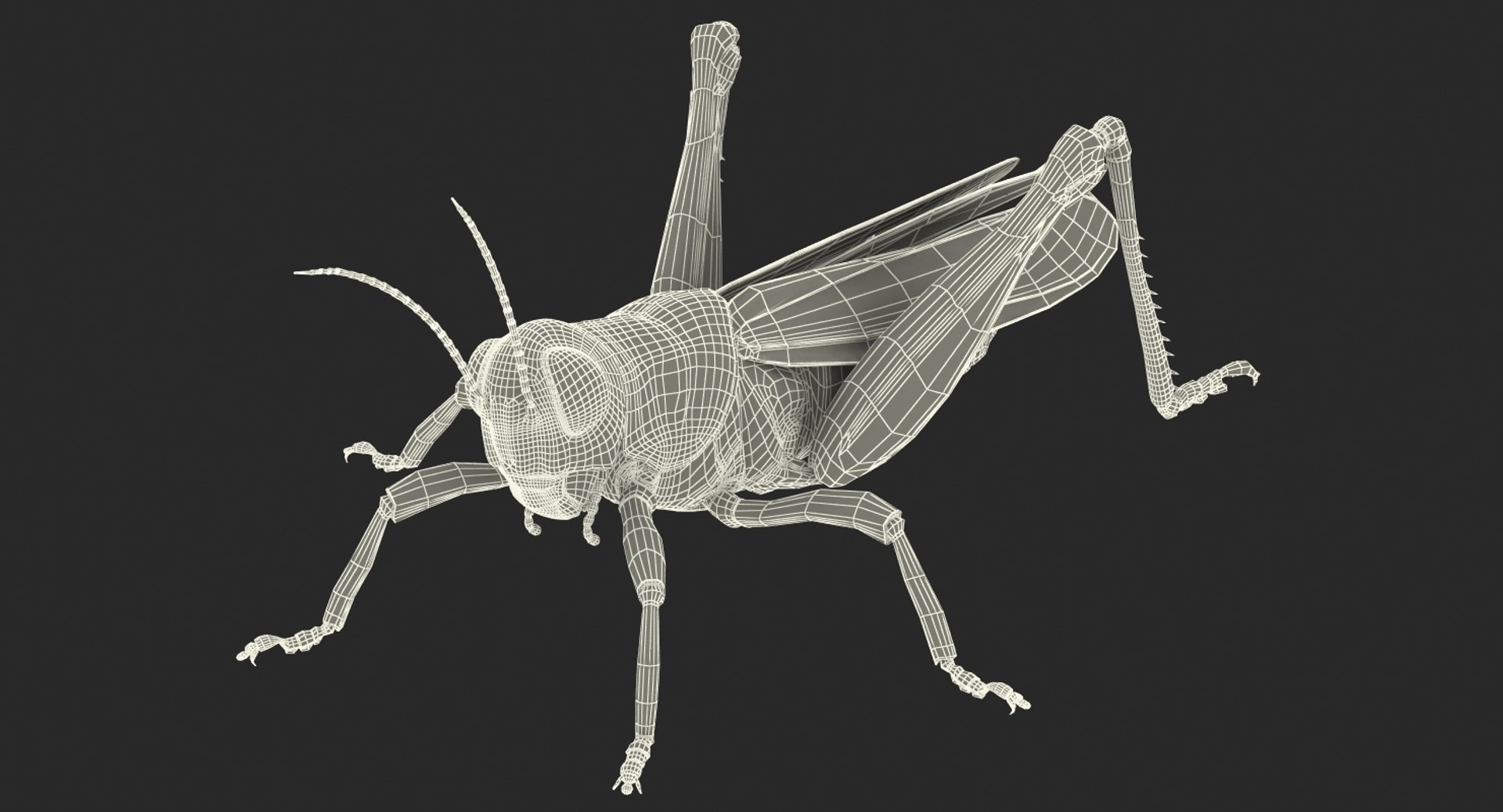 3D insects big 3 model https://p.turbosquid.com/ts-thumb/WF/bWghE4/UONoUJWu/insectsbigcollection33dmodel158/jpg/1577449907/1920x1080/fit_q87/528d92d1444431b6ce96ff28ec4025f49f7f9ea5/insectsbigcollection33dmodel158.jpg
