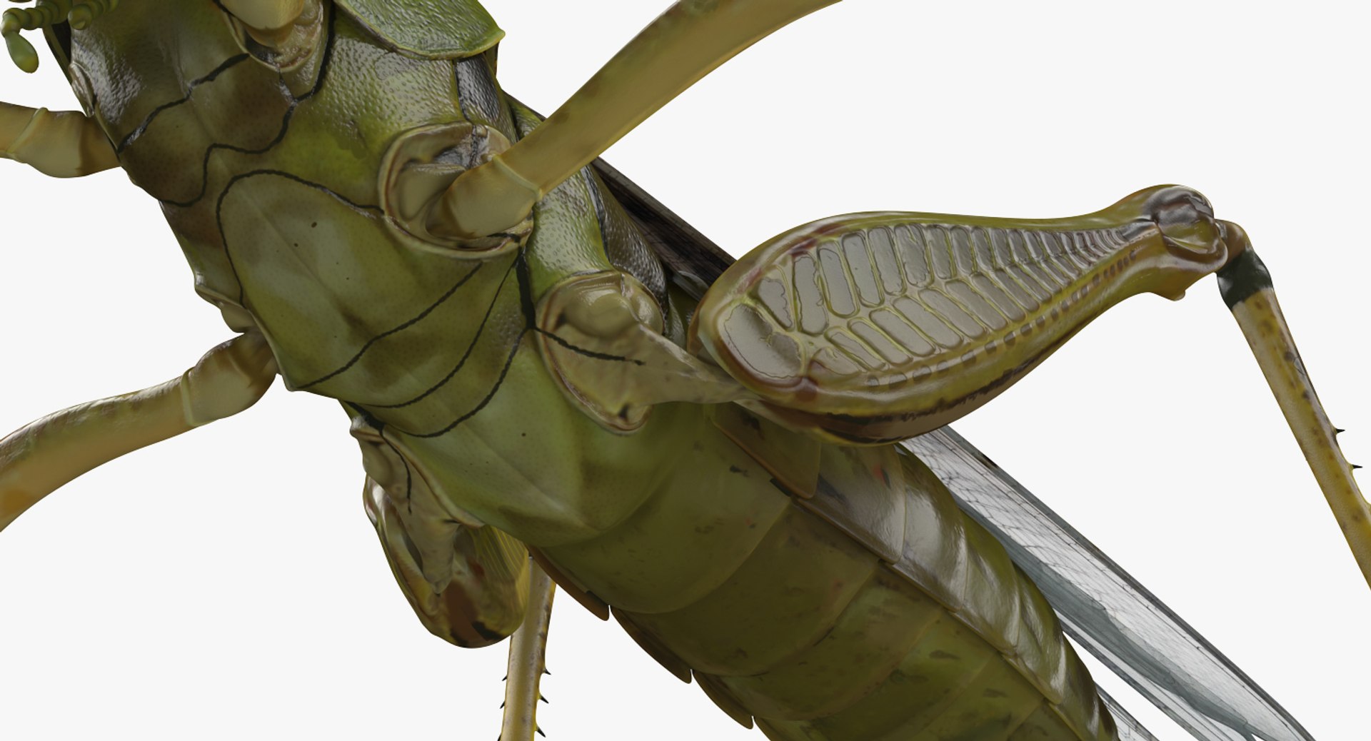 3D insects big 3 model https://p.turbosquid.com/ts-thumb/WF/bWghE4/W62wMvRL/insectsbigcollection33dmodel035/jpg/1577449905/1920x1080/fit_q87/7158bcb37edca30a5afc4a543a01be1b6f83a2aa/insectsbigcollection33dmodel035.jpg