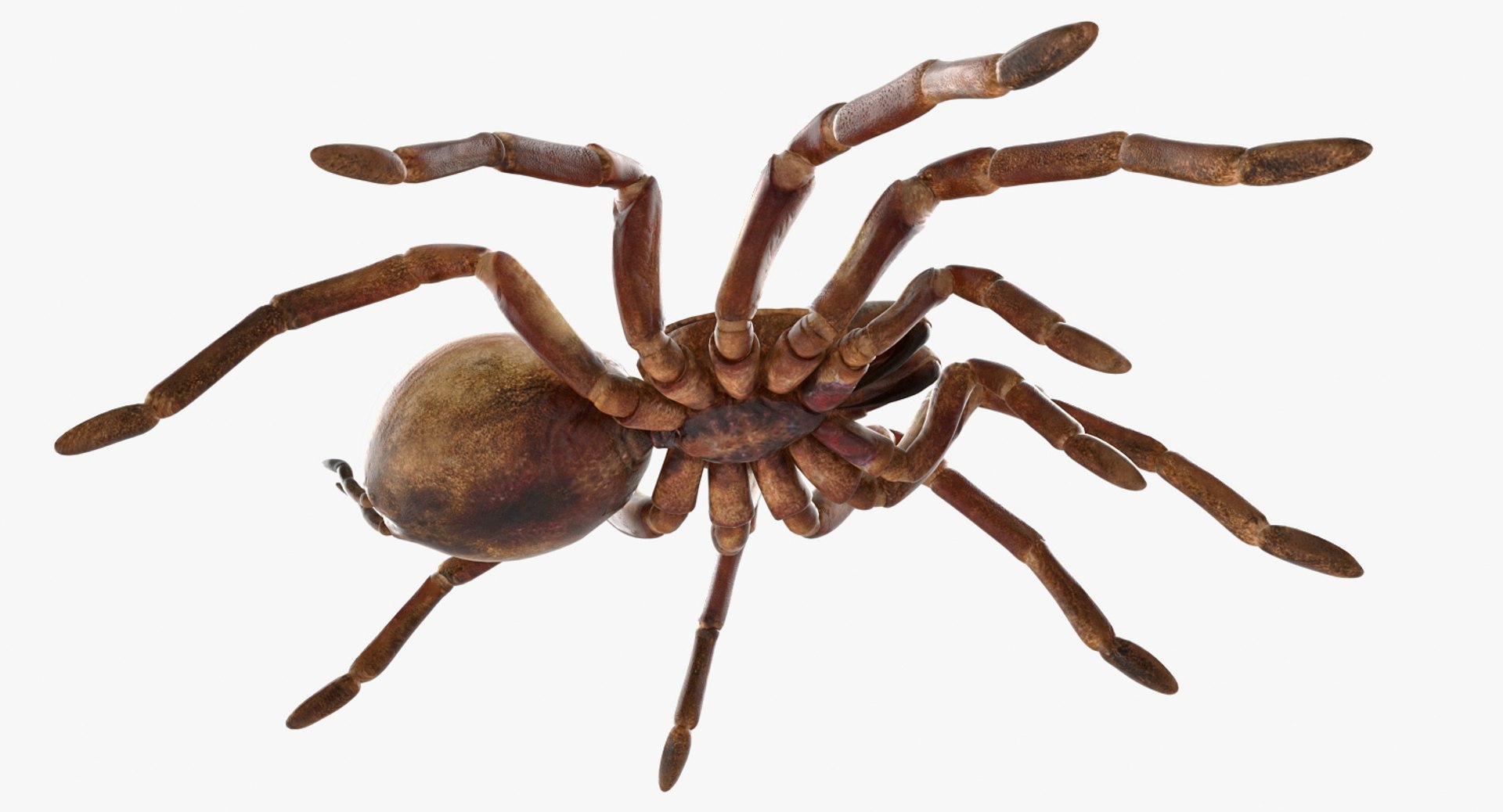 3D insects big 3 model https://p.turbosquid.com/ts-thumb/WF/bWghE4/WpdE1ep5/insectsbigcollection33dmodel024/jpg/1577449904/1920x1080/fit_q87/7882103c4311f36f03c2f39bb50239dce377d5c7/insectsbigcollection33dmodel024.jpg