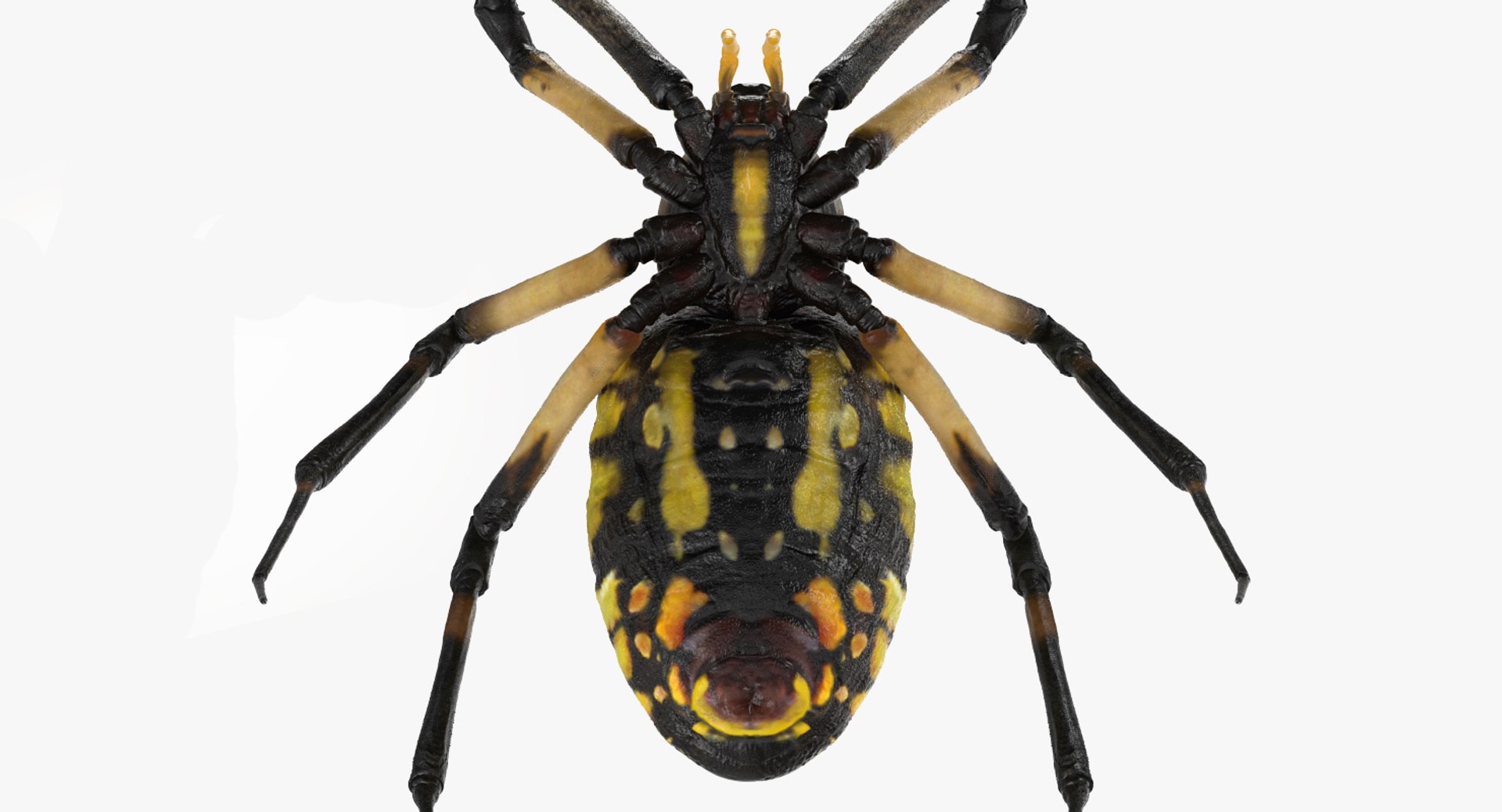 3D insects big 3 model https://p.turbosquid.com/ts-thumb/WF/bWghE4/XsWr84Pq/insectsbigcollection33dmodel066/jpg/1577449905/1920x1080/fit_q87/b0647258b0683ed5c2e8520abbd165dc484ae4e0/insectsbigcollection33dmodel066.jpg