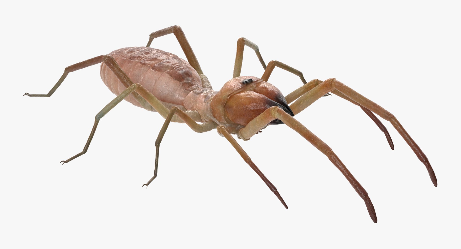 3D insects big 3 model https://p.turbosquid.com/ts-thumb/WF/bWghE4/Y62bmhcN/insectsbigcollection33dmodel045/jpg/1577449905/1920x1080/fit_q87/1019e7ea8b401f71da8cf889ac70d2972abbe989/insectsbigcollection33dmodel045.jpg