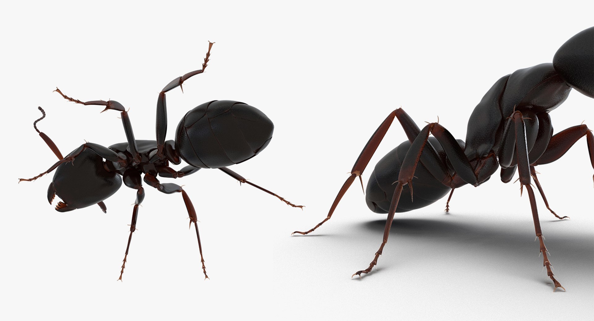 3D insects big 3 model https://p.turbosquid.com/ts-thumb/WF/bWghE4/avmdusEk/insectsbigcollection33dmodel150/jpg/1577449907/1920x1080/fit_q87/b4513d74795d180d095986785ab7bab27ac4f3e9/insectsbigcollection33dmodel150.jpg