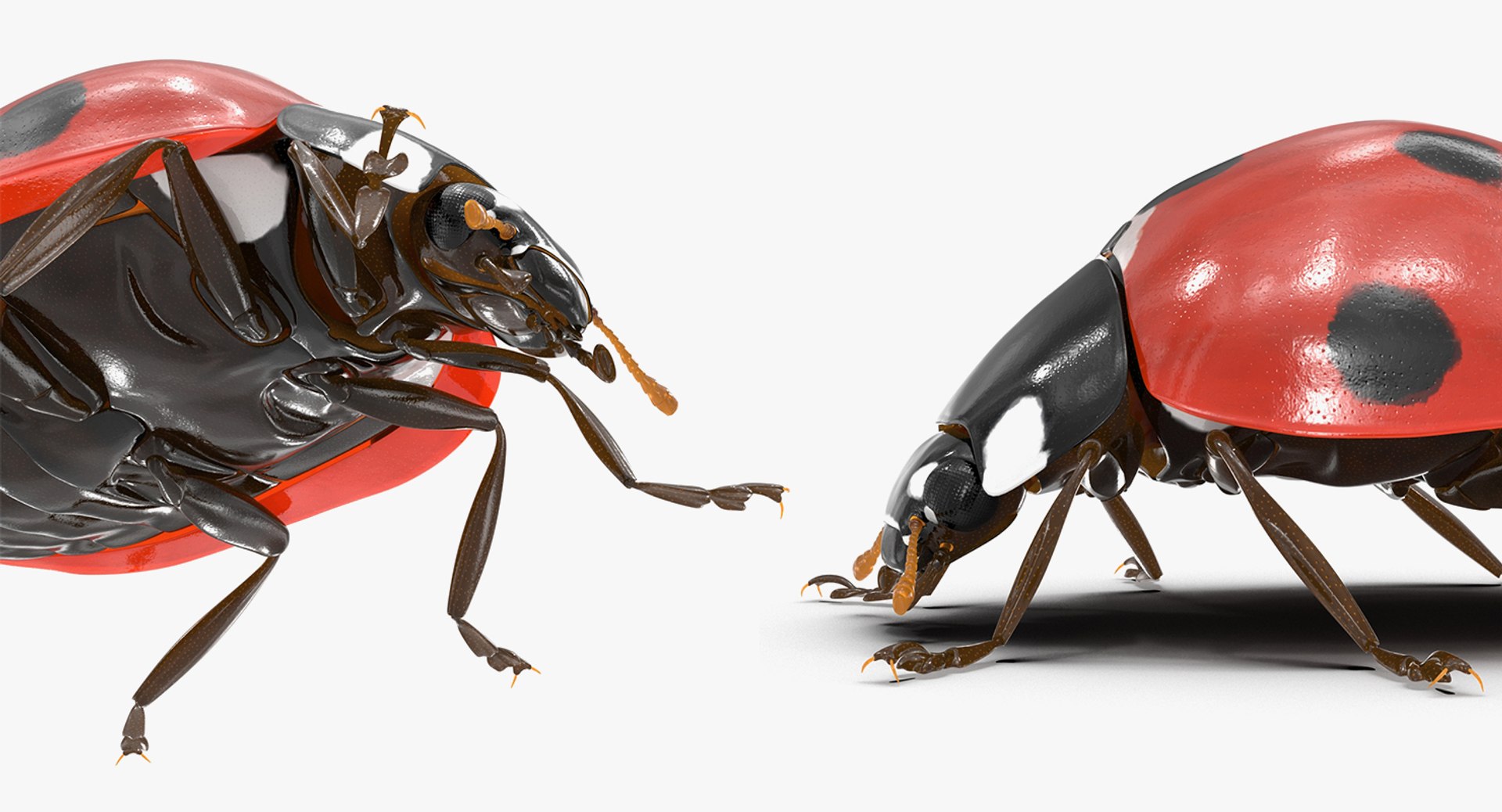 3D insects big 3 model https://p.turbosquid.com/ts-thumb/WF/bWghE4/dThpmJlB/insectsbigcollection33dmodel144/jpg/1577449907/1920x1080/fit_q87/73b676f6bddf079a9f0c590cf5b450b86b357564/insectsbigcollection33dmodel144.jpg