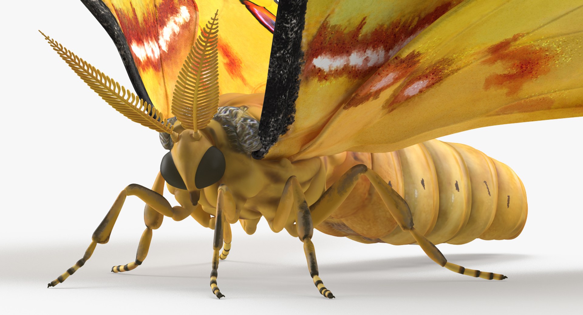 3D insects big 3 model https://p.turbosquid.com/ts-thumb/WF/bWghE4/f8TKpSZ7/insectsbigcollection33dmodel115/jpg/1577449906/1920x1080/fit_q87/2e2f45968771f16f1d547882f91d61ce870d7ca1/insectsbigcollection33dmodel115.jpg