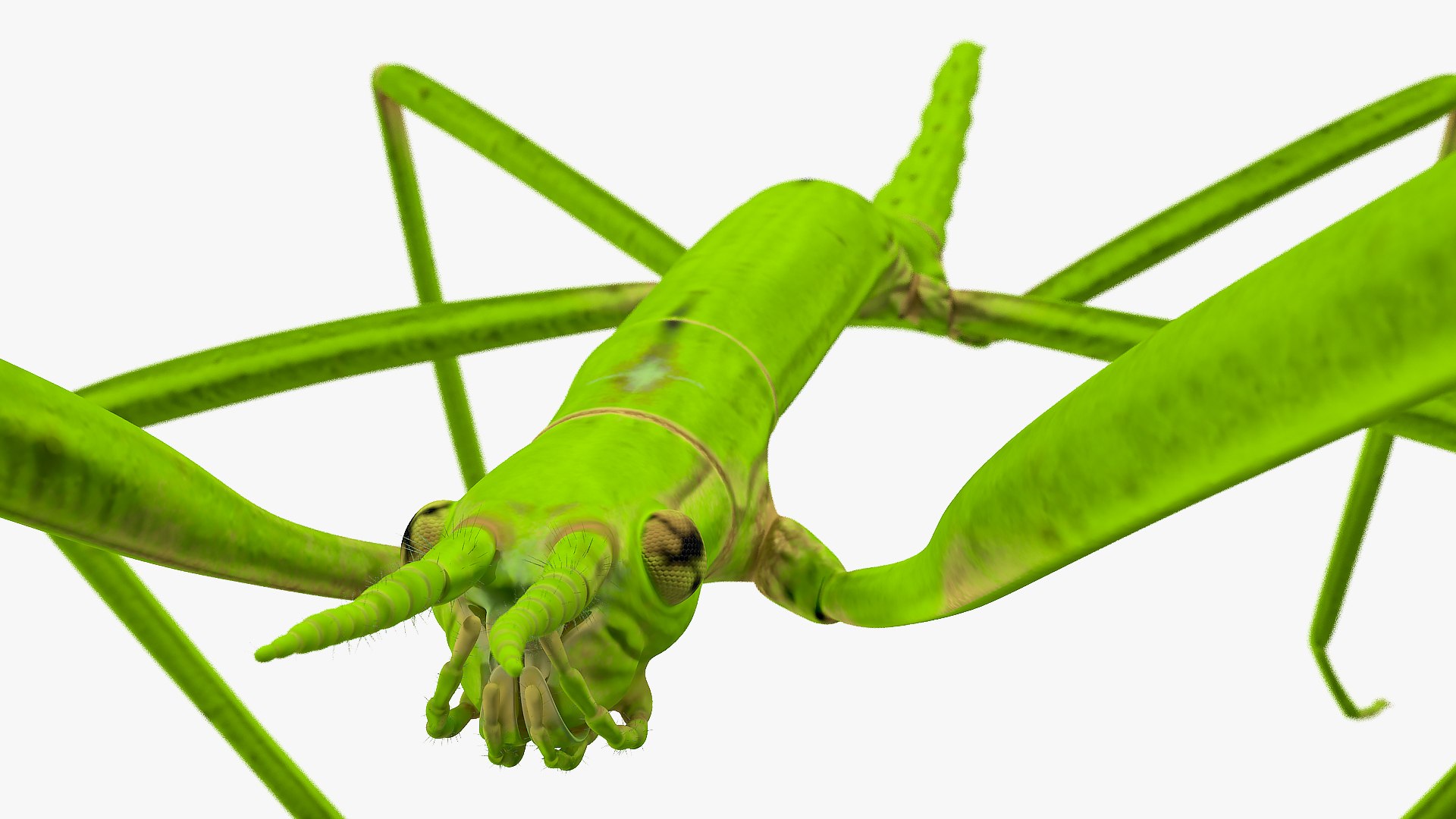 3D insects big 3 model https://p.turbosquid.com/ts-thumb/WF/bWghE4/flZvnG7w/insectsbigcollection33dmodel009/jpg/1577449904/1920x1080/fit_q87/3b84f0031913c2e2cb912ed44bdfe129f974b522/insectsbigcollection33dmodel009.jpg