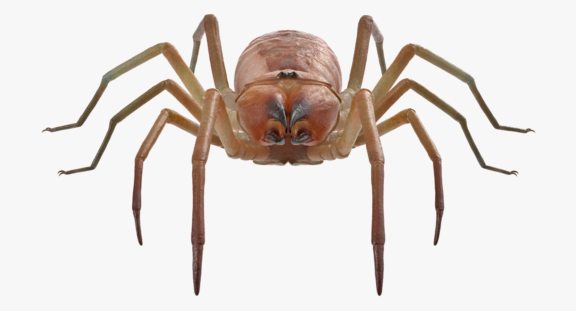 3D insects big 3 model https://p.turbosquid.com/ts-thumb/WF/bWghE4/k8MiK2k4/insectsbigcollection33dmodel046/jpg/1577449905/1920x1080/fit_q87/f779f4bb04099a74bb7e8ae1fd64c1f596937774/insectsbigcollection33dmodel046.jpg