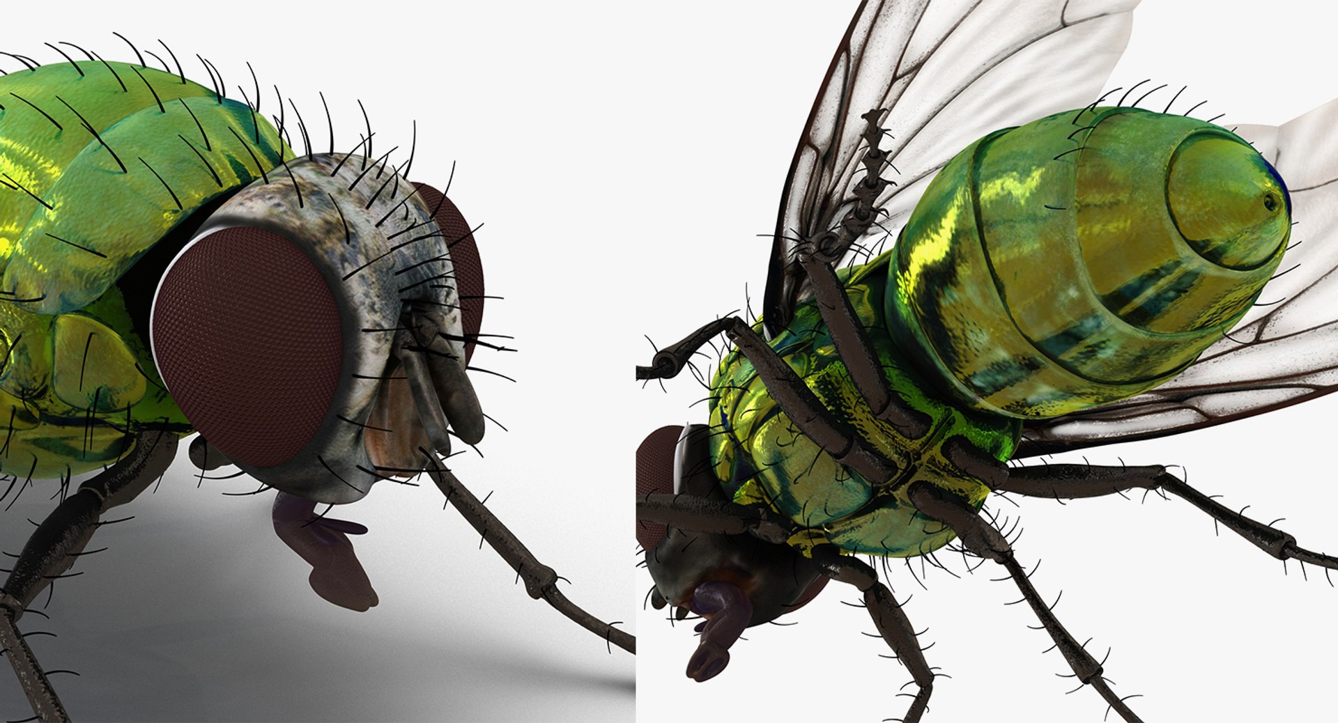3D insects big 3 model https://p.turbosquid.com/ts-thumb/WF/bWghE4/kpyBDQlN/insectsbigcollection33dmodel148/jpg/1577449907/1920x1080/fit_q87/f9dc5f3ab81b128964d1e27b03029a7e23d83c96/insectsbigcollection33dmodel148.jpg