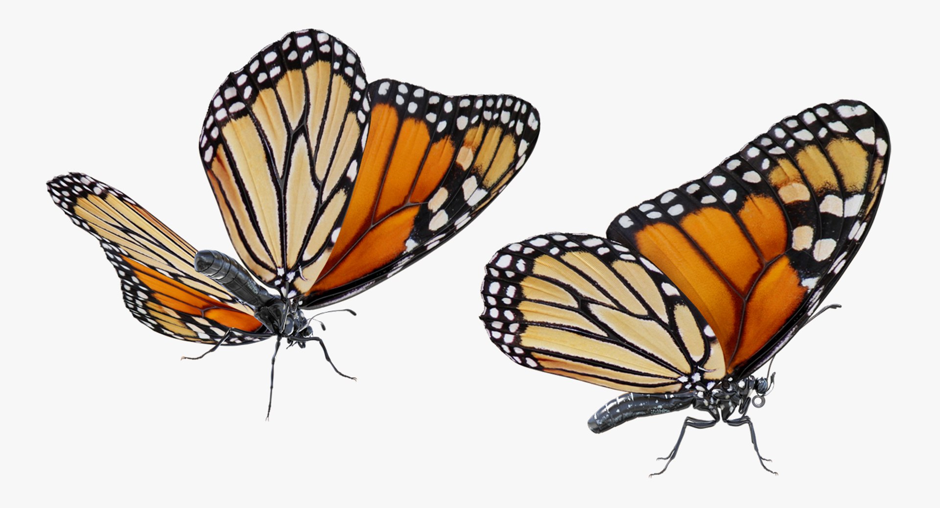 3D insects big 3 model https://p.turbosquid.com/ts-thumb/WF/bWghE4/oKJ3pUsd/insectsbigcollection33dmodel015/jpg/1577449904/1920x1080/fit_q87/0258e31255093f85f9b47c0489658f7f340d391f/insectsbigcollection33dmodel015.jpg