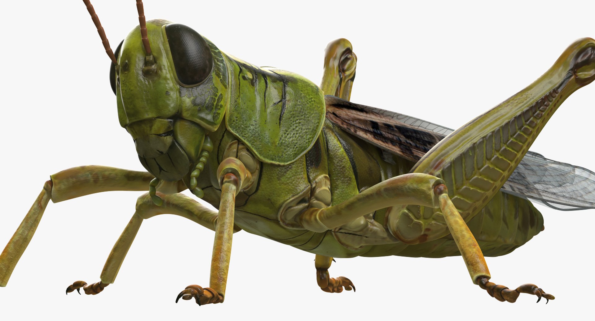3D insects big 3 model https://p.turbosquid.com/ts-thumb/WF/bWghE4/pBd8D1bl/insectsbigcollection33dmodel031/jpg/1577449904/1920x1080/fit_q87/eb768c0bbcd7245ce482aae0500592b42cd2b81f/insectsbigcollection33dmodel031.jpg