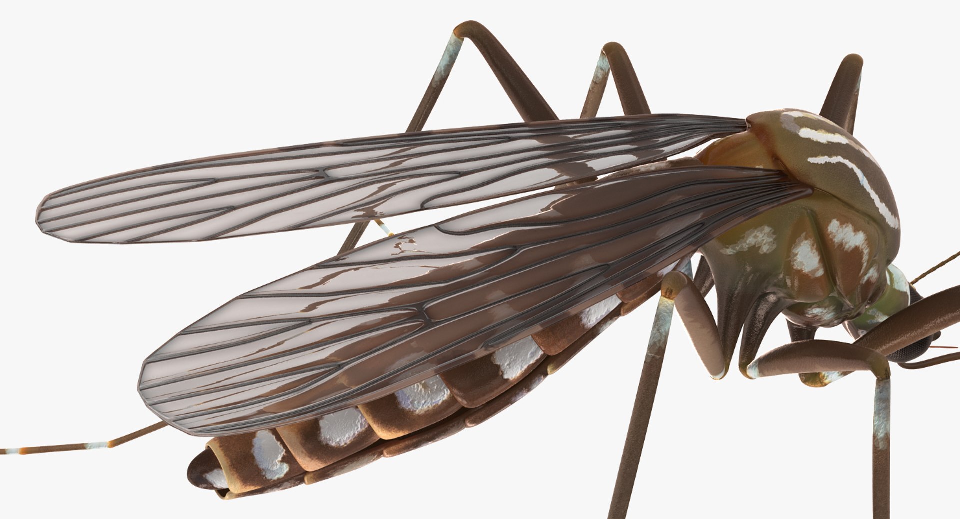 3D insects big 3 model https://p.turbosquid.com/ts-thumb/WF/bWghE4/qtVL8PBF/insectsbigcollection33dmodel120/jpg/1577449907/1920x1080/fit_q87/00ff348742571146c278fa869fa514db5af0fd1c/insectsbigcollection33dmodel120.jpg