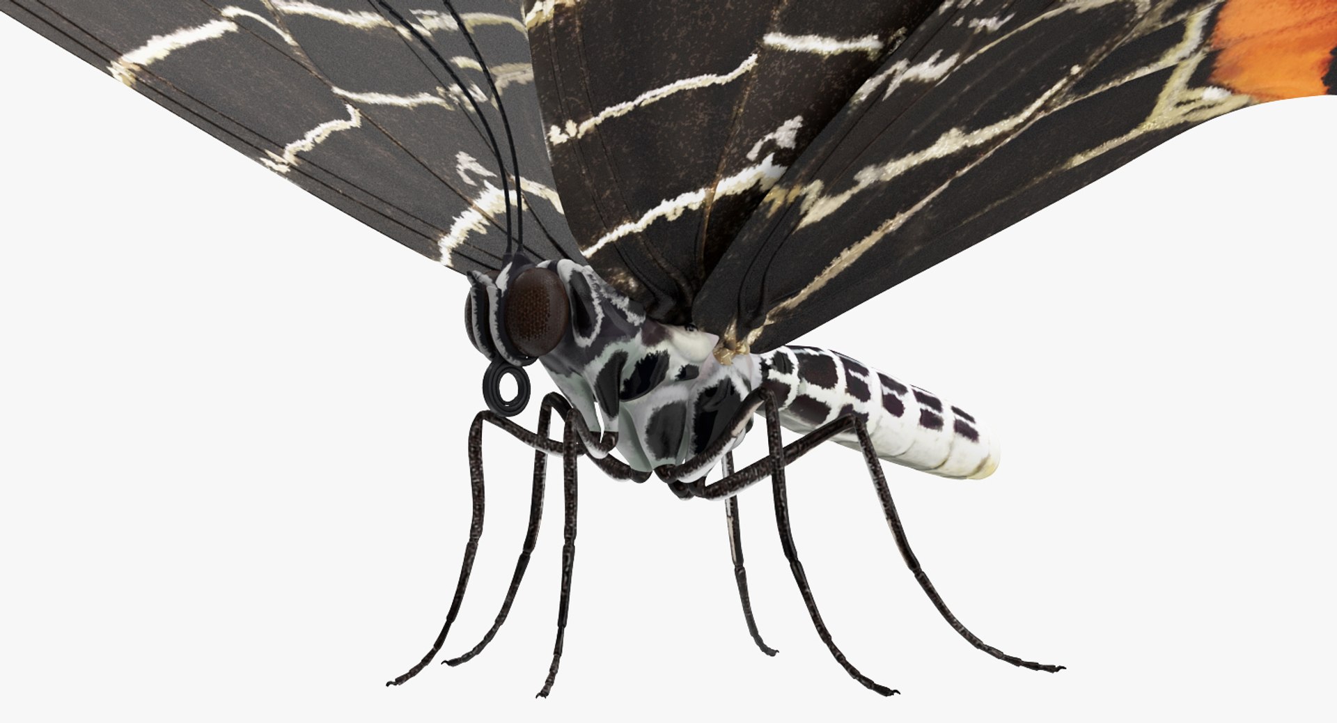 3D insects big 3 model https://p.turbosquid.com/ts-thumb/WF/bWghE4/rEOZiGWh/insectsbigcollection33dmodel075/jpg/1577449905/1920x1080/fit_q87/a873466addc78d15946ab9bff880a5ab6629db1c/insectsbigcollection33dmodel075.jpg