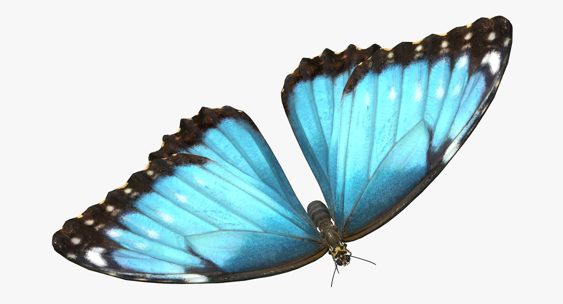 3D insects big 3 model https://p.turbosquid.com/ts-thumb/WF/bWghE4/vbLCL2SH/insectsbigcollection33dmodel105/jpg/1577449906/1920x1080/fit_q87/b816597e11b59e7bdea101d7fcab01d0ef18a2b4/insectsbigcollection33dmodel105.jpg
