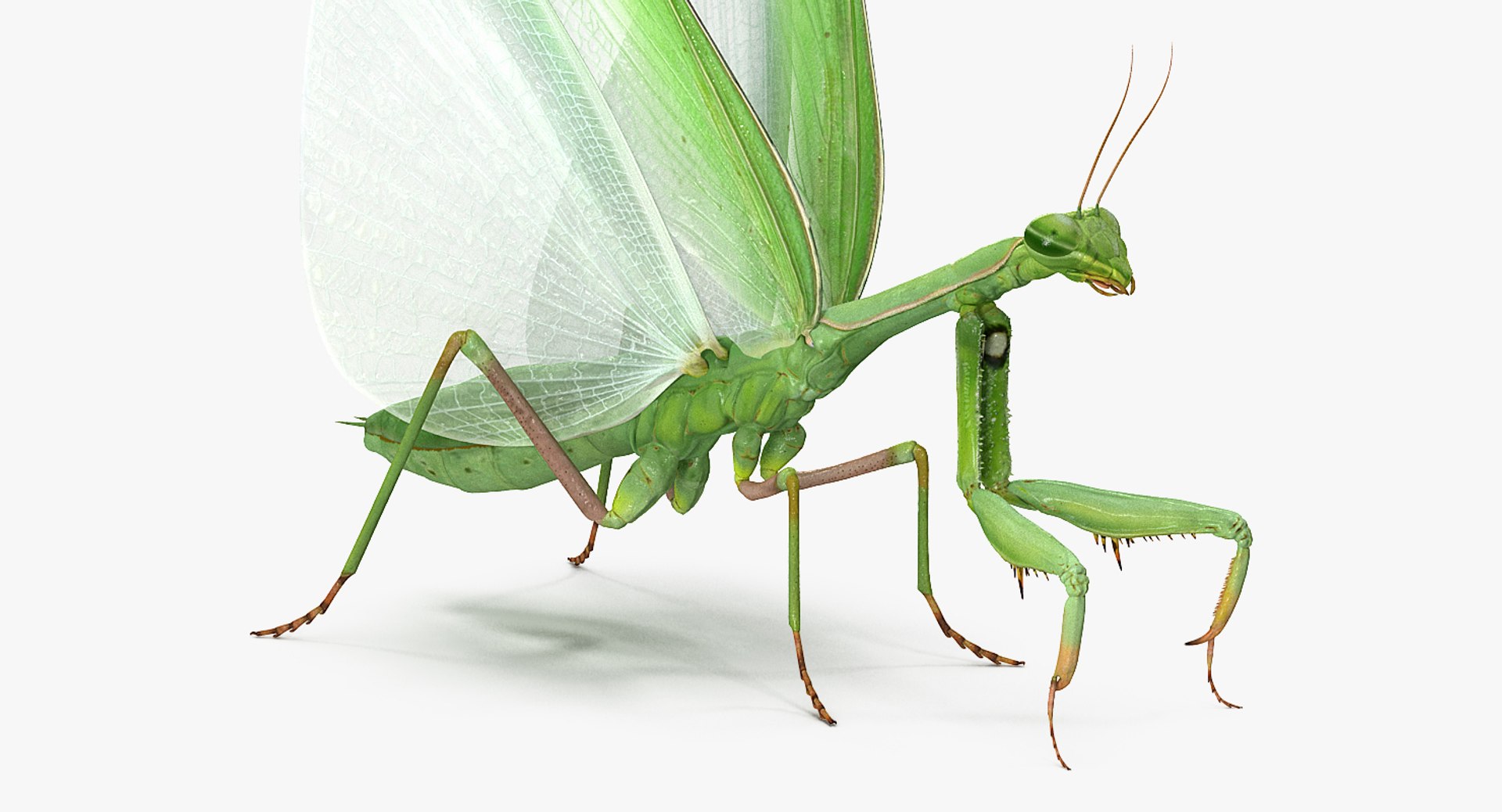 3D insects big 3 model https://p.turbosquid.com/ts-thumb/WF/bWghE4/yvJKPpc2/insectsbigcollection33dmodel027/jpg/1577449904/1920x1080/fit_q87/44b879c7d8aac7056a38500807d7fb0beb995e87/insectsbigcollection33dmodel027.jpg