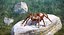 Insekten Big Collection 3